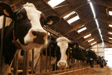 UK FR BENL BEFR ES IT PT DE - TWI Dairy farm 1 van 3_225x150